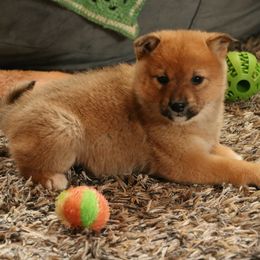 Female 2 - Red female Shiba Inu puppy in Fairbanks, Alaska from Arctic Kennels (Pomskies, Akitas & Shibas)
