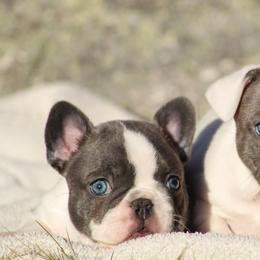 Blue Boy - Blue male French Bulldog puppy in New Hampton, New Hampshire from Kismet French Bulldogs