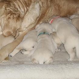 Golden Retriever Puppies from Southern Golden Retrievers