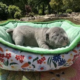 Vance - Blue male French Bulldog puppy in Pine Township, Pennsylvania from BlueCairo Frenchies