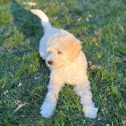 Bernedoodle Puppies from Doting Doodles