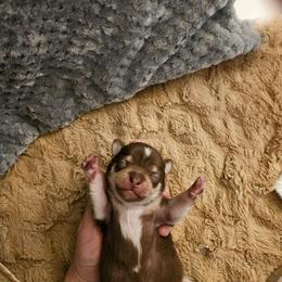 Boy 3 - Chocolate and tan male Chihuahua puppy in Meridian, Oklahoma from Crazy Love Kennels