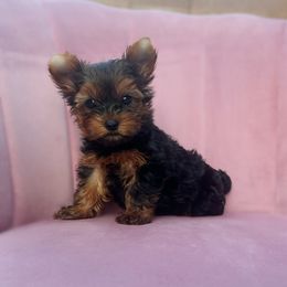 Yorkshire Terrier Puppies from Enchanted Yorkies