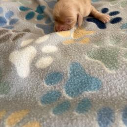 Krile - Cream female Dachshund puppy in Conroe, Texas from R&M Dachshunds