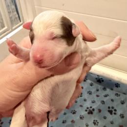 Nico - Sable male Goldendoodle puppy in North Branch, Michigan from Graceful Miniature Goldendoodles