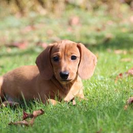 Dachshund Puppies from Mom's Dachshunds