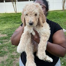 Romeo - Cream male Goldendoodle puppy in Simpsonville, South Carolina from D & D Golden Doodles, LLC