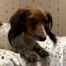 Daisy - Dachshund