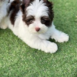 Miles - Chocolate, tan and white male Yorkshire Terrier puppy in Hardin, Texas from Katrinas puppies