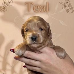 Teal - Apricot female Goldendoodle puppy in Blanchard, Oklahoma from Dream Doodles by Dondi