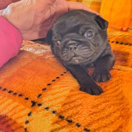 Black diamond yellow - Black female Pug puppy in Maxwell, New Mexico from khshibas-khpugs