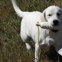 Labrador Retrievers from MayCroft Labradors