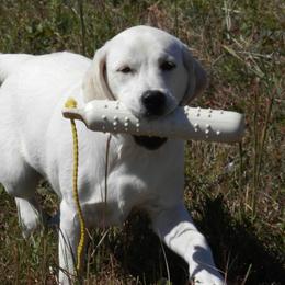 Labrador Retrievers from MayCroft Labradors