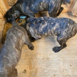 Cane Corso Puppies from Castlescorsos