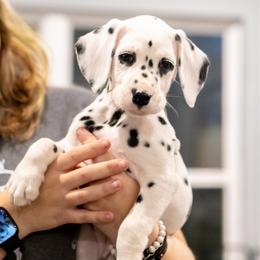Lighting - White and black female Dalmatian puppy in Cleveland, Texas from Arrowhead Dalmatians