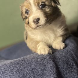 Australian Shepherd Puppies from Midwest Guardian Aussies