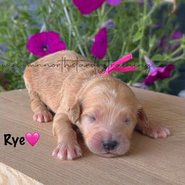 Rye - Cream female Goldendoodle puppy in Lancaster, Minnesota from North Star Dog Training