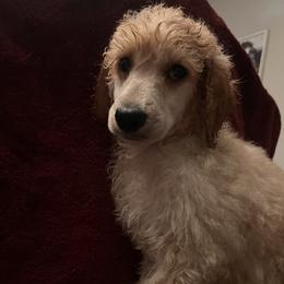 Boy 2 - Apricot male Poodle puppy in Whigham, Georgia from Moonlight Poodles