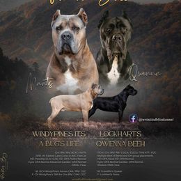 Cane Corso puppies from Wrinkled Bliss Kennels