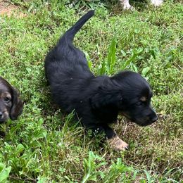 Boy 1 - Black and tan Dachshund puppy in Washington, Georgia from Lizard Lick Longhair Dachshunds