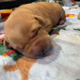 Male-2 - Yellow male Labrador Retriever puppy in Newport, North Carolina from AKS’s Water Bound Retrievers