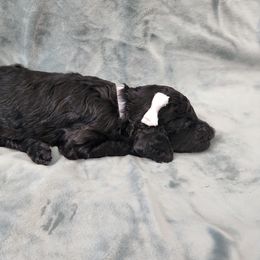 Poodle Puppies from Karla Skow