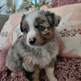 Miniature Australian Shepherd Puppies from Jay Baker