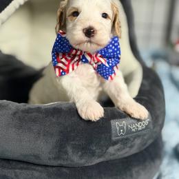 Popcorn - Caramel cream male Australian Labradoodle puppy in Calhoun, Louisiana from Arrowhead Australian Labradoodles