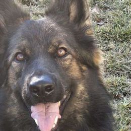 Ember - German Shepherd