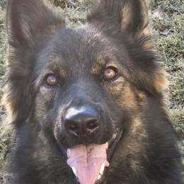 Ember - German Shepherd