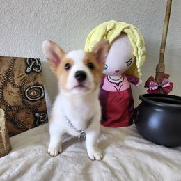 Sarah - White and red female Pembroke Welsh Corgi puppy in Lavon, Texas from Living Simply with Corgi's