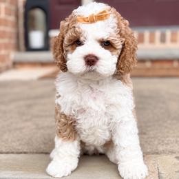 Plum collar - Pixi - Buff and white female Cockapoo puppy in Mt Bethel, Pennsylvania from Stasia’s Cutiepoos