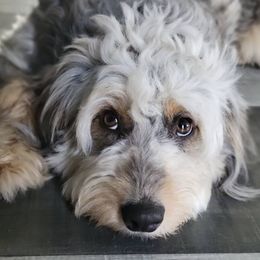 Aussiedoodles from PDXdoodles