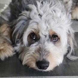 Aussiedoodles from PDXdoodles