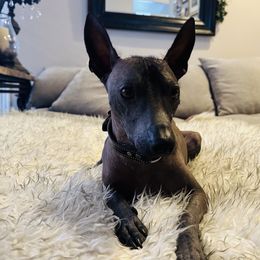Tui - Xoloitzcuintli