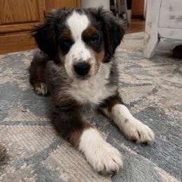 Miniature Australian Shepherd Puppies from Highland Hills Mini Aussies