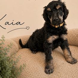 Kaia - Phantom female Poodle puppy in Ponce De Leon, Florida from Above the Standard Dogs