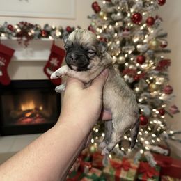 Mary- AKC - Black sabled fawn female Chihuahua puppy in Bulls Gap, Tennessee from Smokey Mountain Chihuahuas