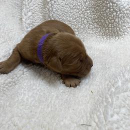 Hattie (Girl 4) - Dark golden female Golden Retriever puppy in Stigler, Oklahoma from Red MAX Golden Retrievers