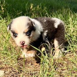 Ozzy - Blue merle male Australian Shepherd puppy in Iola, Texas from MK Aussies