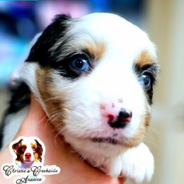 Peetie - Blue merle male Miniature Australian Shepherd puppy in Punta Gorda, Florida from Christie's Creekside Aussies