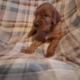 Brown collar Male - Mahogany male Irish Setter puppy in East Bloomfield, New York from Down East Setters