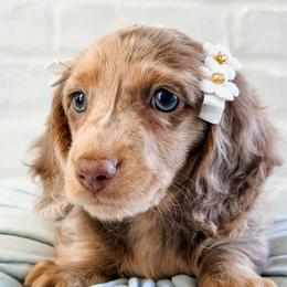 Bonnie - Dapple female Dachshund puppy in Auburn, Alabama from Blue Bow Kennels