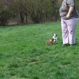 Australian Shepherd Puppies from Starlit Grove Australian Shepherds