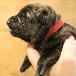 Chandler (Red collar) - Sable male German Shepherd puppy in Mason, Michigan from Sweet Breeze Acres