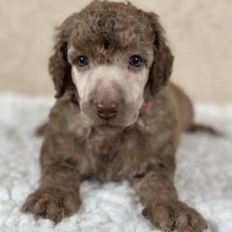 Kai - Sable male Poodle puppy in Spring Hills, Florida from The Olympus Standard Poodle