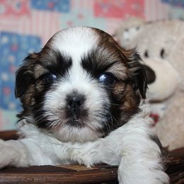 Boy 1 - Red and white male Shih Tzu puppy in Craig, Colorado from Rocky Mountain Shih Tzus and Dry Creek Miniature Dachshunds
