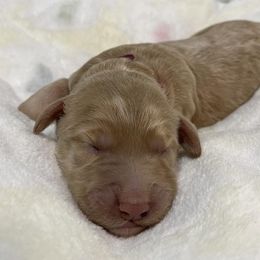 Goldendoodle Puppies from U Need A Doodle