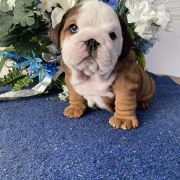 Bulldog Puppies from High Mountain Family Bulldogs