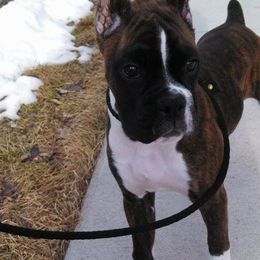 Boxer Puppies from Vintage Boxers
